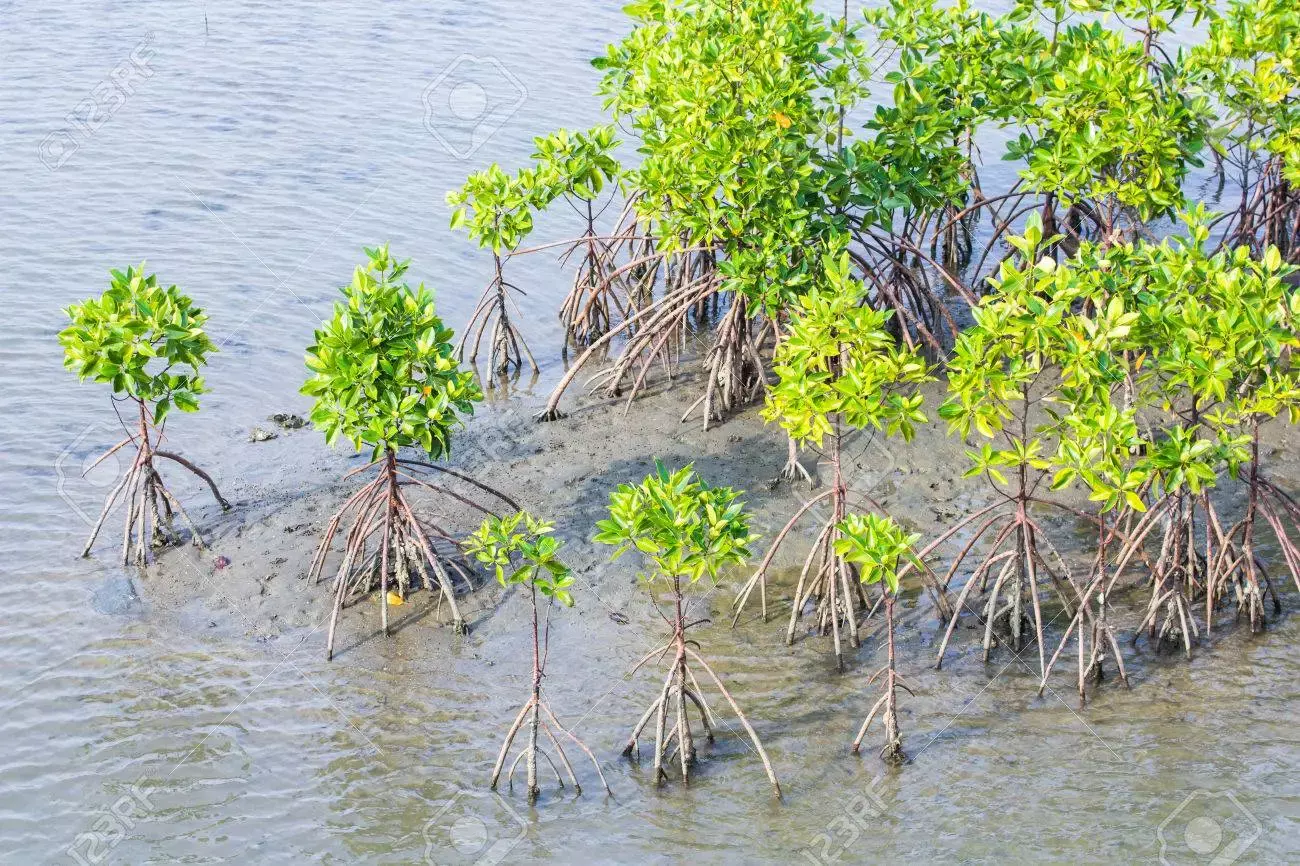 ROTO mangroves